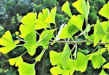 ginko biloba nedir