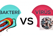 bakteri ve virüs arasındaki fark