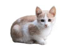 rüyada kedi görmek