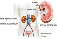 Boşaltım Nedir? Boşaltım Maddeleri Nelerdir? boşaltım sistemi