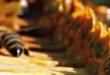 propolis