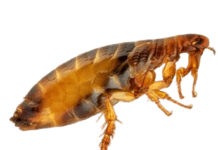 rüyada pire görmek
