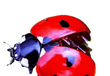rüyada uğur böceği görmek
