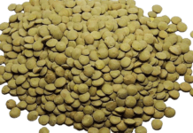 Yeşil Mercimek Kaç Kaloridir? yeşil mercimek kalori