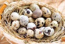 bıldırcın yumurtası