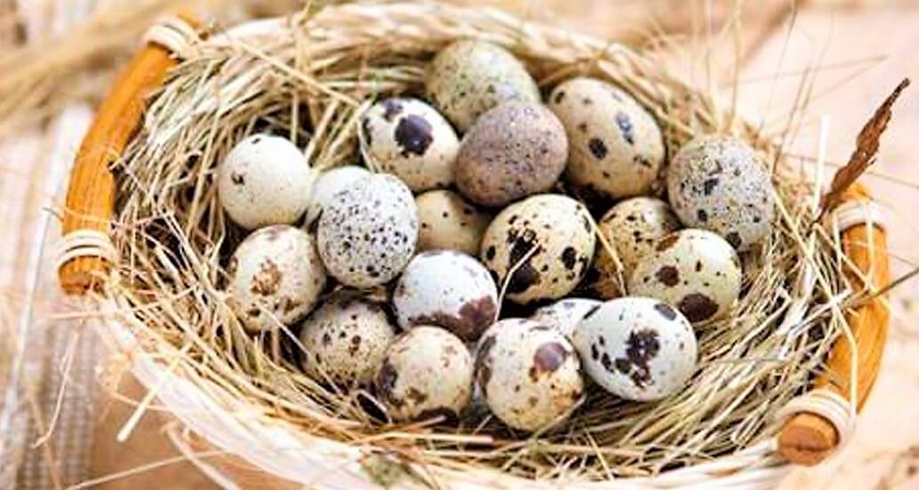 bıldırcın yumurtası