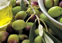 zeytin yaprağı