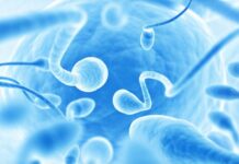 sperm testi