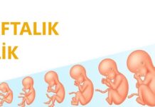 10 Haftalık Gebelik 10 haftalık gebelik