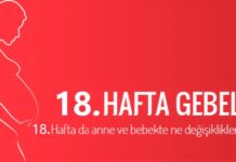 Hamilelikte 18. Hafta Anne ve Bebekte Ne Değişiklikler Olur? 18 haftalık gebelik