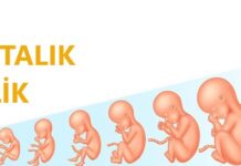 5 Haftalık Gebelik 5 haftalık gebelik