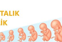 7 Haftalık Gebelik 7 haftalık gebelik