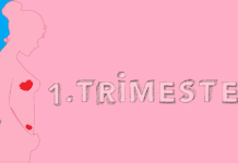 1. trimester