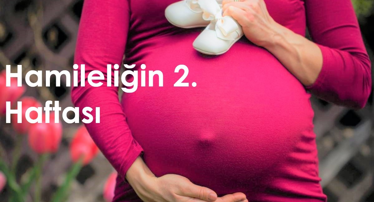 2 haftalık hamilelik