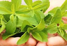 stevia